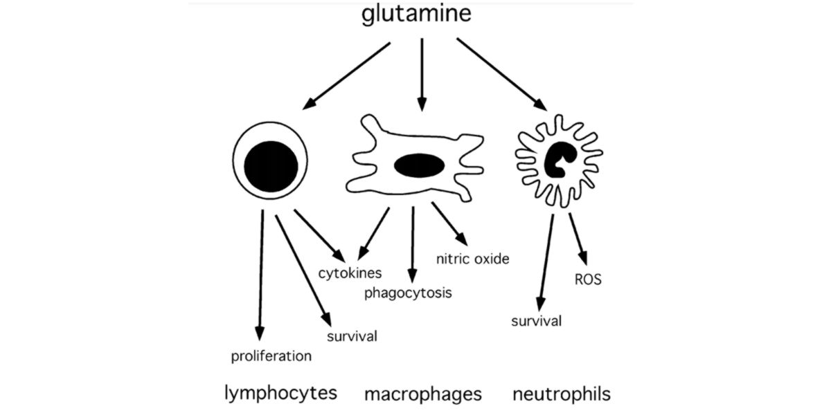 Glutamine in the body