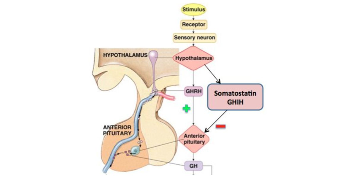 Hypothalamus Hypothalamus