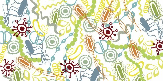 Is Microbiota the key to fighting obesity?