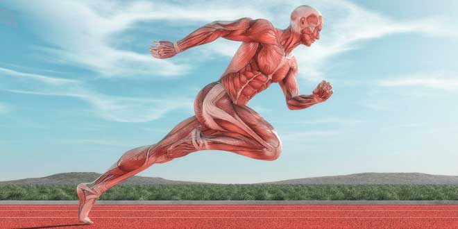 Muscle Length Muscle Length