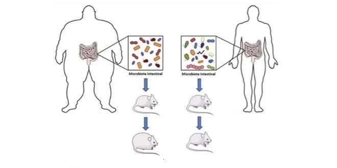 Transplant microbiota
