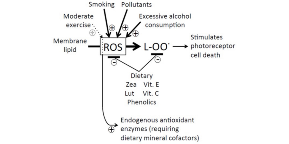 Pollutants macular degeneration Pollutants macular degeneration