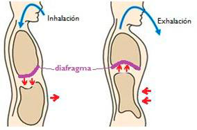 diafragma