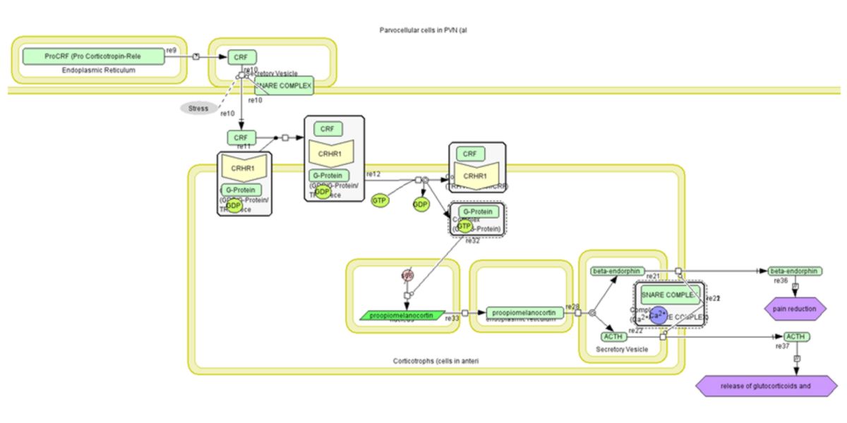 Map of the biosynthesis pathway of glucocorticoid hormones and endorphins Map of the biosynthesis pathway of glucocorticoid hormones and endorphins