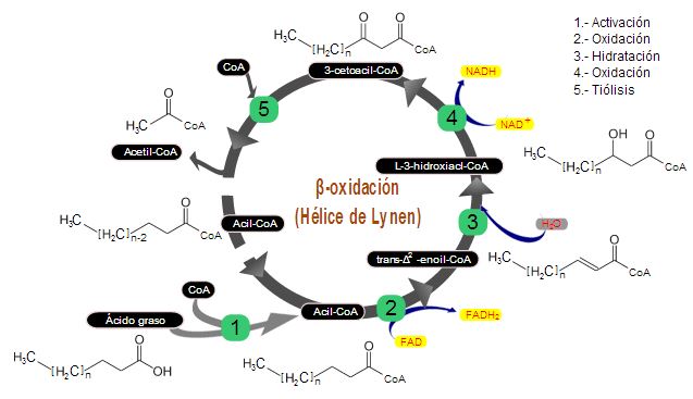 Beta oxidation - metabolic flexibility