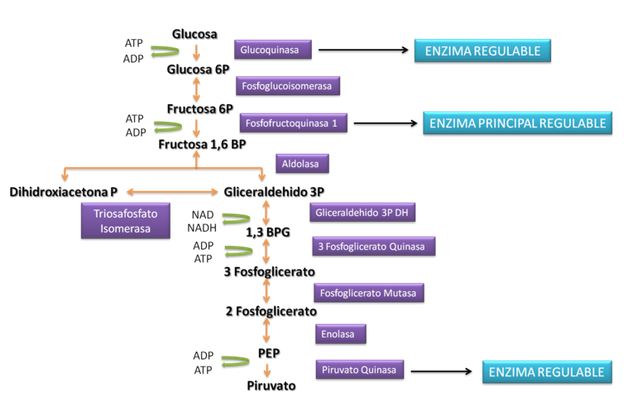 Glycolysis