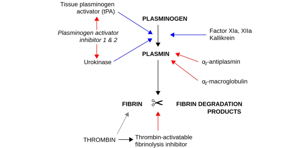 Nattokinase fibrinolytic properties Nattokinase fibrinolytic properties