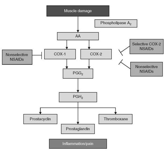 Muscle damage - anti-inflammatory drugs after training