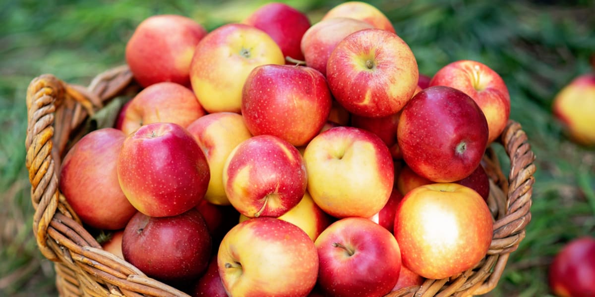 Why take apple cider vinegar?