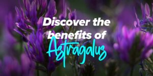 Astragalus: the medicinal plant with multiple properties and benefits