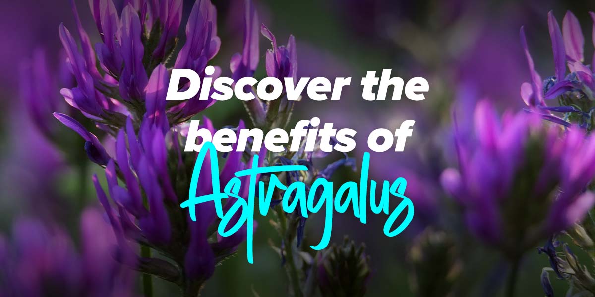 Astragalus Properties, how to take and effects HSN