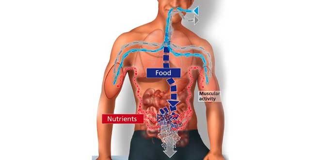 What is metabolism? What is metabolism?
