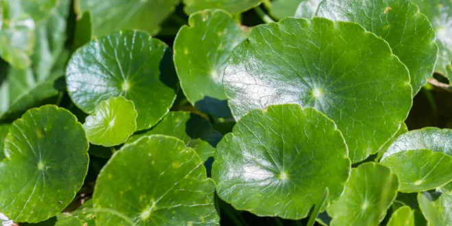 5 Benefits of Gotu Kola or Centella Asiatica 5 Benefits of Gotu Kola or Centella Asiatica