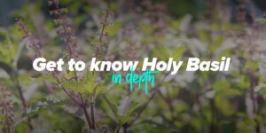 holy-basil
