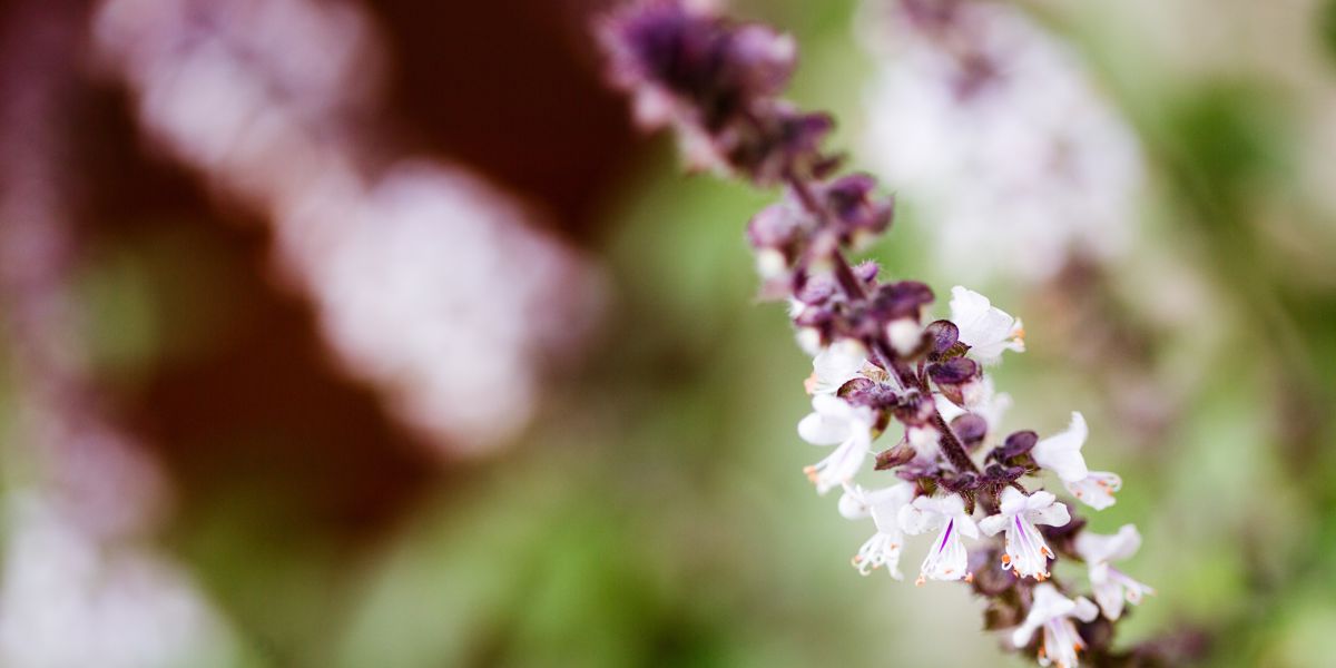Everything You Need to Know About Holy Basil