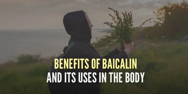 Benefits of Baicalin and Its Uses in the Body Benefits of Baicalin and Its Uses in the Body