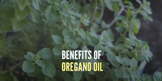 What are the Benefits of Oregano Oil and How to Take It? What are the Benefits of Oregano Oil and How to Take It?