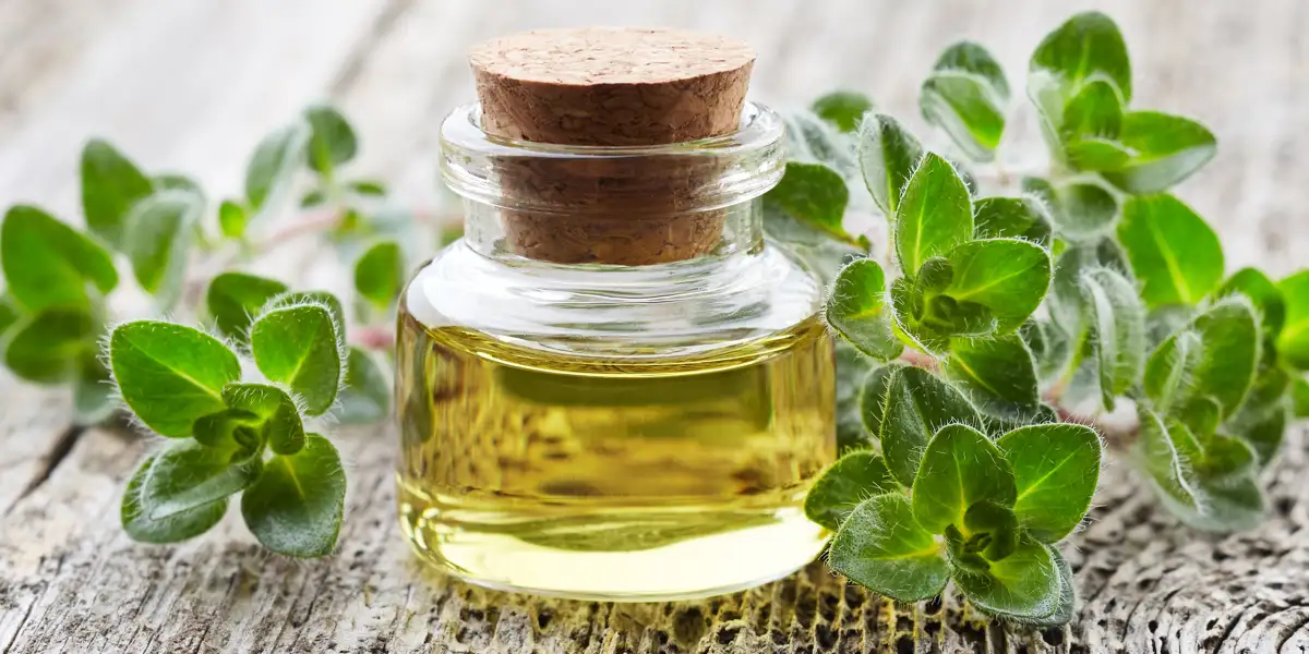 Oregano oil Oregano oil