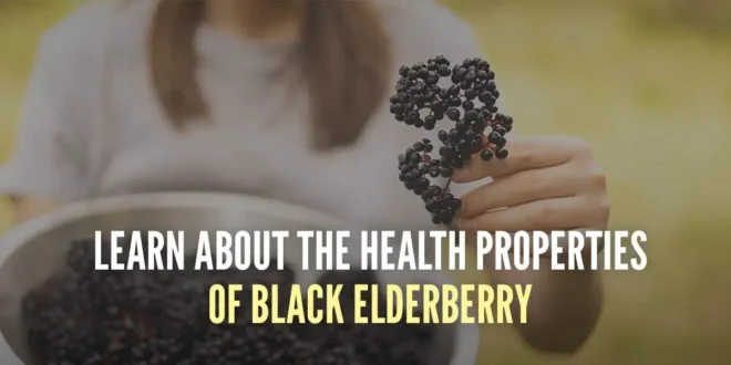 Health Benefits of Black Elderberry