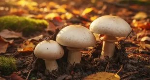 Properties and nutritional value of Agaricus bisporus