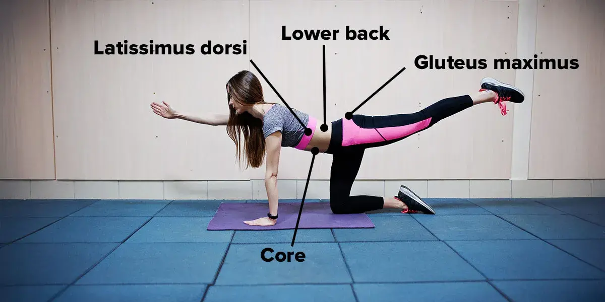 Muscles worked in the bird dog