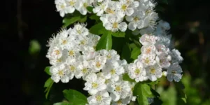Hawthorn: The natural ally for your cardiovascular health