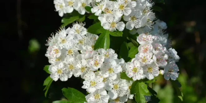 Hawthorn: The natural ally for your cardiovascular health Hawthorn: The natural ally for your cardiovascular health