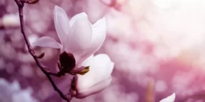 Magnolia extract: benefits, effects, and how to take it right