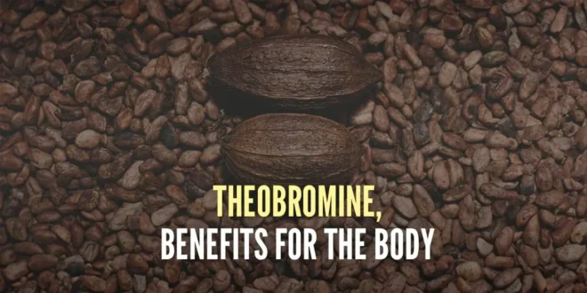 What is Theobromine for and its benefits for the body