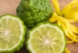 Bergamot: What it is, benefits, and why choose a standardized extract