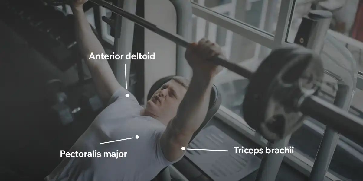 Muscles involved
