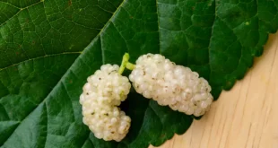White Mulberry: properties, benefits and how to take it