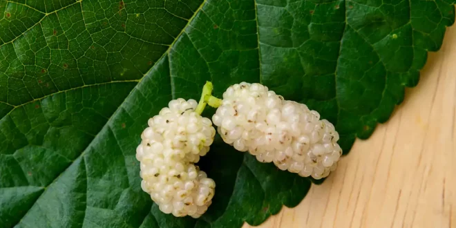 White Mulberry: properties, benefits and how to take it