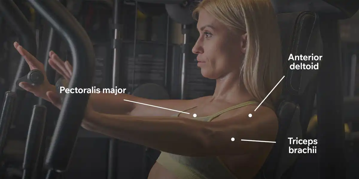 Muscles worked by the machine press