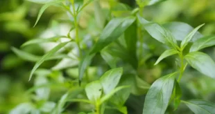 Benefits of Andrographis for your immune system