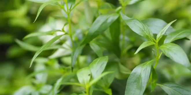 Benefits of Andrographis for your immune system Benefits of Andrographis for your immune system