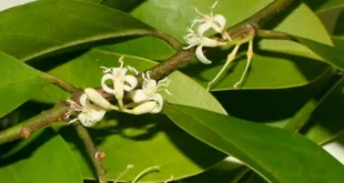 Muira Puama: discover its properties and aphrodisiac effects