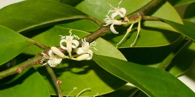 Muira Puama: discover its properties and aphrodisiac effects