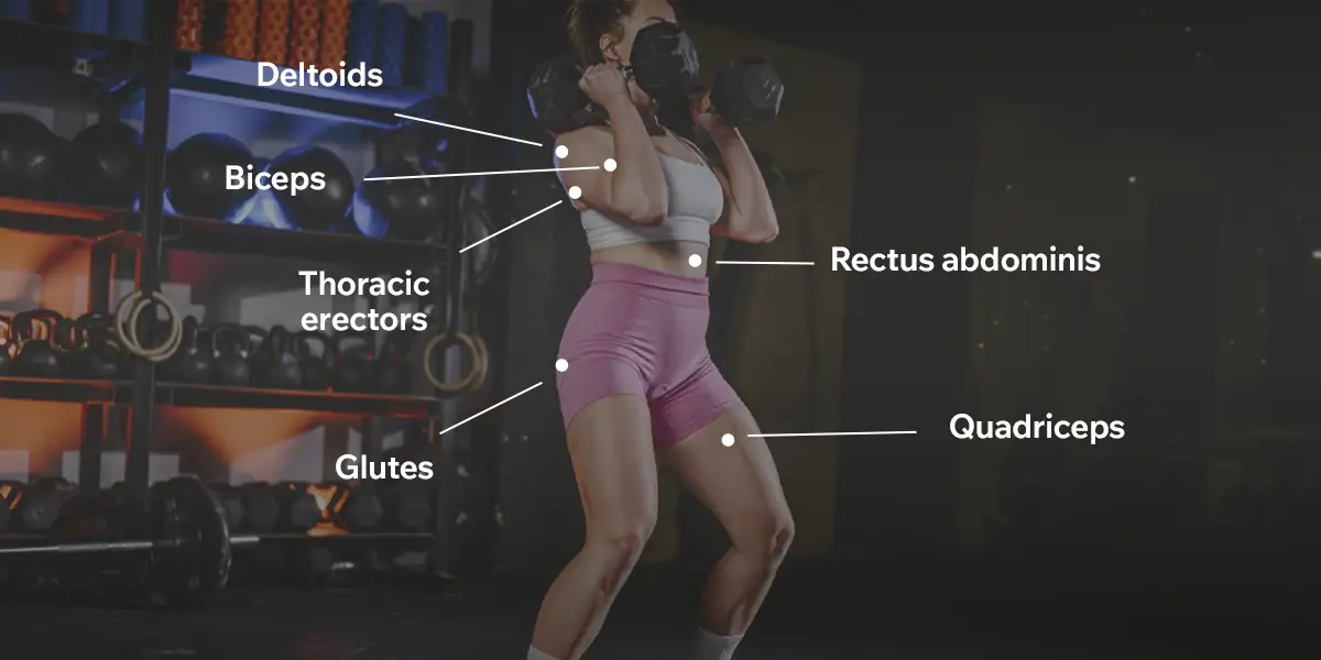 Muscles involved in the Front Rack Carry