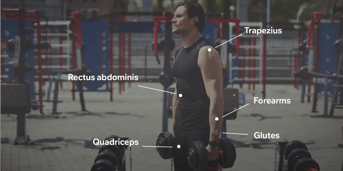 Muscles involved