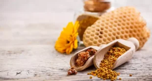 Propolis or Bee Propolis: The natural antibiotic from bees