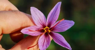 Saffron Properties for Depression