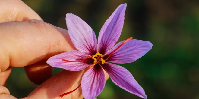 Saffron Properties for Depression