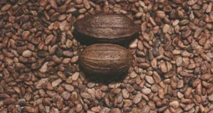 What is Theobromine for and its benefits for the body