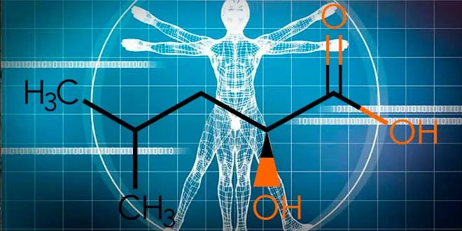 HICA: Leucine Metabolite for Muscle Growth