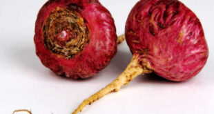 Purple maca, relief from premenopause and PMS symptoms