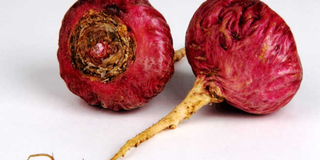 Purple maca, relief from premenopause and PMS symptoms Purple maca, relief from premenopause and PMS symptoms