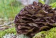 Benefits and Properties of the Maitake Mushroom in the Body