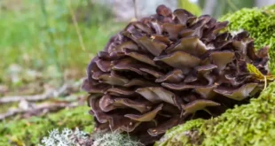 Benefits and Properties of the Maitake Mushroom in the Body