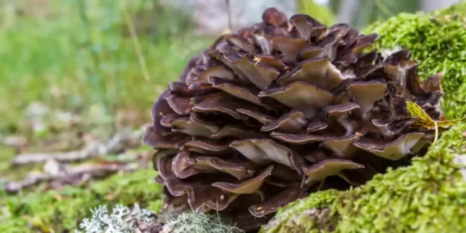 Benefits and Properties of the Maitake Mushroom in the Body